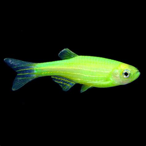 neon danio fish|GloFish®, Danio rerio: Tropical Fish for Freshwater .